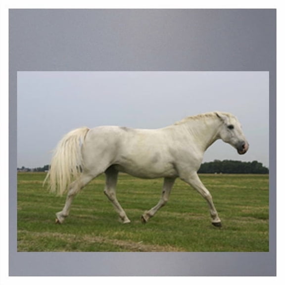 White Mustang Wall Decal