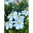 thumbnail image 5 of Kleim's Hardy Gardenia - Gardenia jasminoides 'Kleim's Hardy', 5 of 8