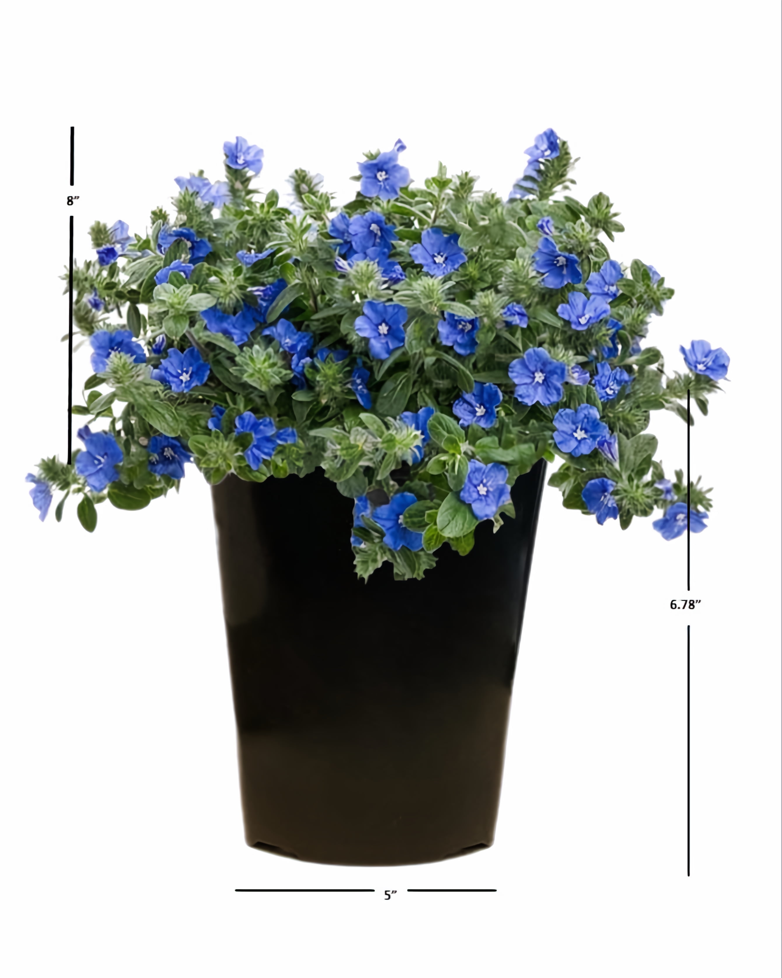 Expert Gardener 2Qt Evolvulous Blue Daze Live Plant Grower Pot Full Sun