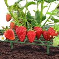 thumbnail image 5 of Paquete de 3 soportes para fresas - Soportes para fresas Maceta de fresas JM JM, 5 of 5
