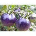 thumbnail image 4 of GSDWIUEW Seeds Indigo Rose Tomato Blue Vegetable for Planting Heirloom, 4 of 8