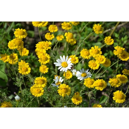 Canvas Print Yellow Flowers Chamomile Summer Daisy Flowers Stretched