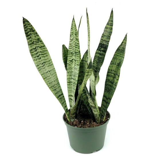 6 in. Sansevieria Zeylanica Plant in Grower Container
