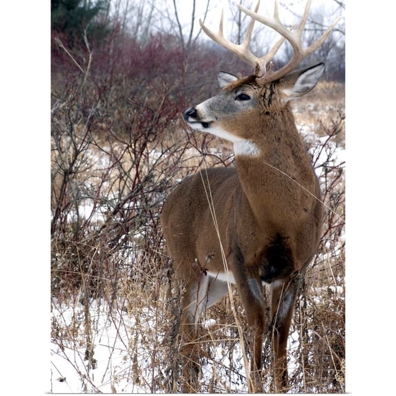 Great BIG Canvas | Rolled Philippe Henry Poster Print entitled White-Tailed Deer, Boucherville Islands Park, Quebec, Canada