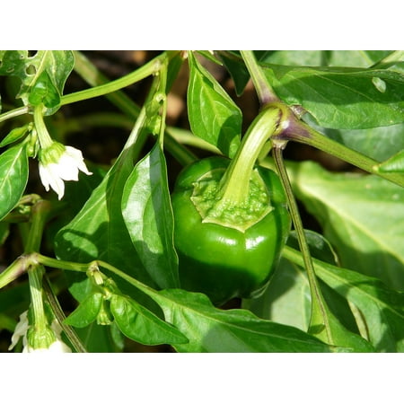 Get Framed Art For Your Wall Pepper Shrub Paprika Bell Pepper Plant Desktop Wallpaper Free Wallpaper Framed Art For Your Wall Pepper Shrub Paprika Bell Pepper Plant Desktop Wallpaper