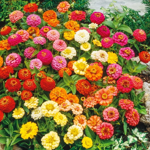 Eden Brothers Zinnia Seeds (Organic) - Thumbelina Mix