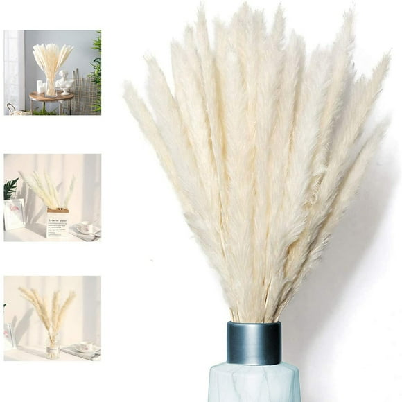 Pampas Grass, Natural Pampas Grass Dried Pampas Grass Phragmites Dried Flowers Bouquet Decoration for Home