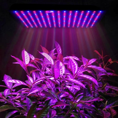 led lights for hydroponic vegetables
