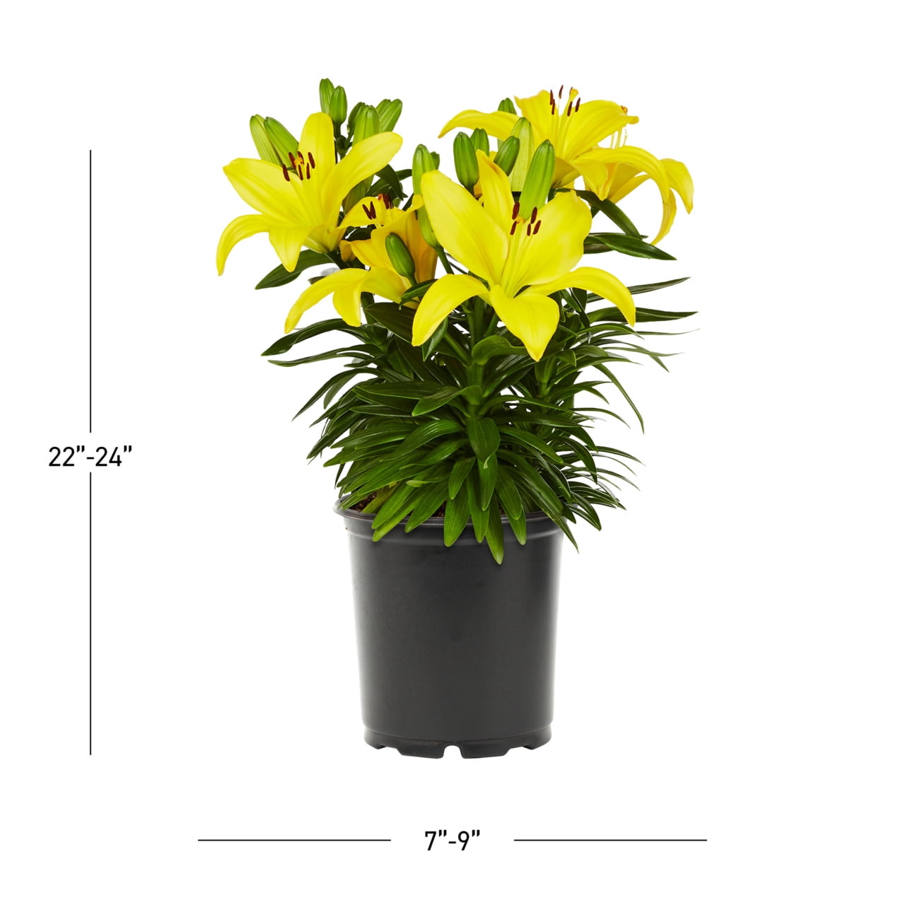 Expert Gardener Asiatic Lily Live Perennial Plant, Yellow, 3-Pack
