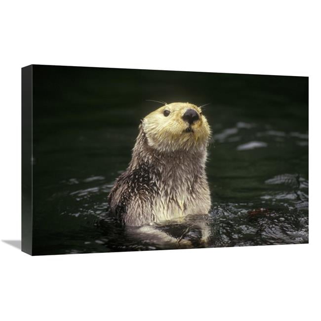 16 X 24 In. Sea Otter Portrait, Pacific Coast, North America Art Print 