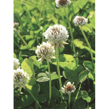 White Clover Seed, 1/2 Lb. (Best Time To Plant Clover Seed)