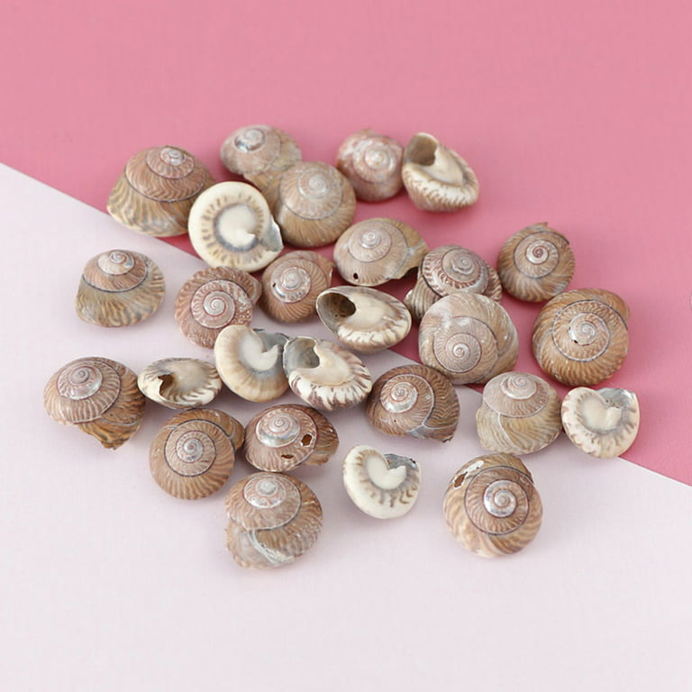 20 Pieces Natural Nassariidae Shells Small Sea Shells for Crafting Spiral  Conch Shells for Crafts Charms for Home Decorations - AliExpress