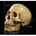 thumbnail image 3 of SZTXJ Model 1: 1 Resin Human Skull Anatomical Teaching, Decoration Skull, Medical Training, Halloween Party (Yellow), 3 of 5