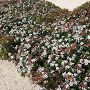 Brighter Blooms - Snow White Indian Hawthorn Shrub, 3 gal - No Shipping to AK, AZ, HI