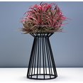 thumbnail image 1 of Iron Air Plant Base Holder Indoor Tabletop Plant Racks Flower Display Metal Frame;Iron Air Plant Base Holder Indoor Tabletop Plant Racks Flower Display,Black,15CM, 1 of 5