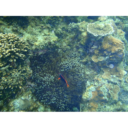 Canvas Print Sea Coral Reefs Clownfish Okinawa Nemo Stretched Canvas 10 x (Best Coral For Clownfish)
