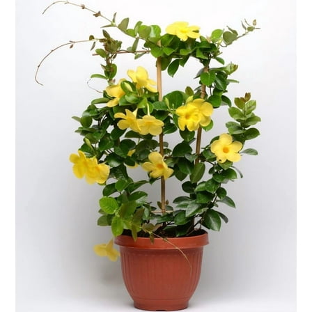Set 2 Yellow Mandevilla Plants 4-7" Tall for Planting, Mandevilla Flower Plants, Tropical Flowering Plant for Garden, Mandevilla Vine Plants