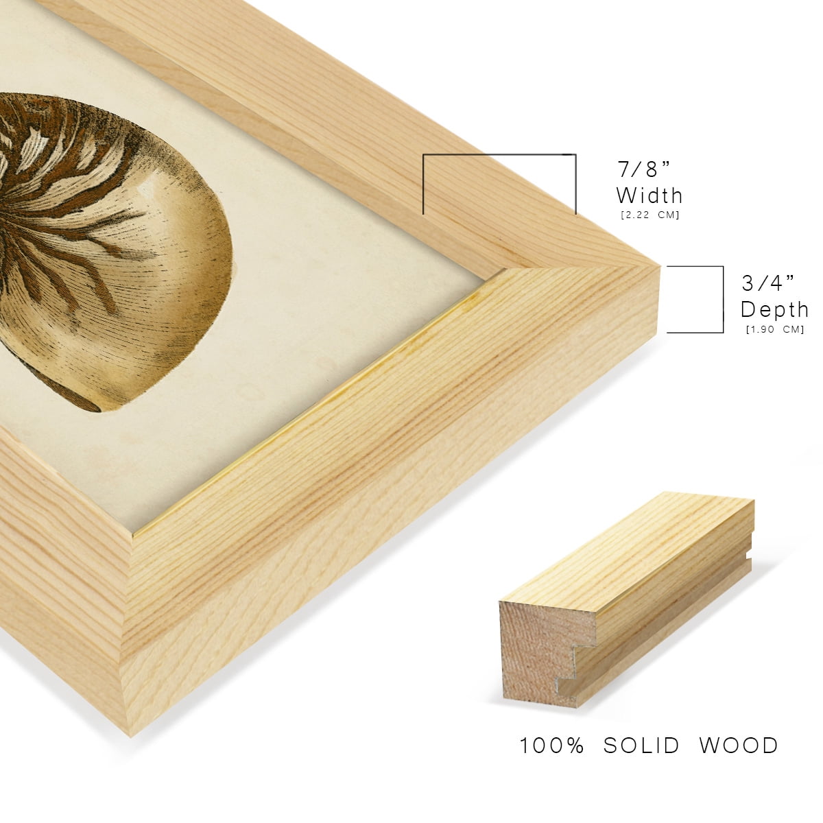 Sealife Collection V - Framed Print w/glass - Natural Wood