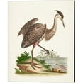 thumbnail image 2 of Great Art Now Antique Heron & Cranes by George Edwards 2 Piece Canvas Art Set Each 12W x 15H, 2 of 3