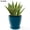 Turquoise, variant on DUNCHATY 12 Inch Round Planter, Indoor Outdoor Large Plant Pot Flower Pots with Drainage Hole for Home Patio Garden 2 Pcs