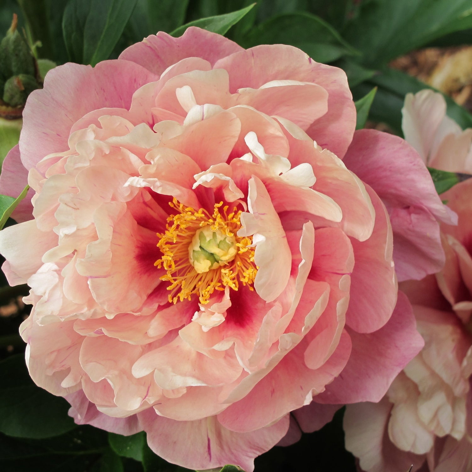 Expert Gardener 12-18" Peony Simply Scrumptious™ Live Tree in 1 gal. Grower Pot