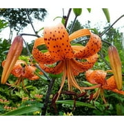 10 Tiger Lily 'Lancifolium' Bulbs