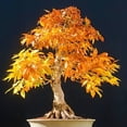 thumbnail image 2 of Rare Blue Japanese Maple Tree Seeds for Bonsai Home Garden Decoration (20 Pcs), 2 of 5