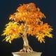 thumbnail image 2 of 20 piezas raras semillas de arce azul plantas de árbol bonsái decoración del jardín del hogar árbol de arce japonés, 2 of 5
