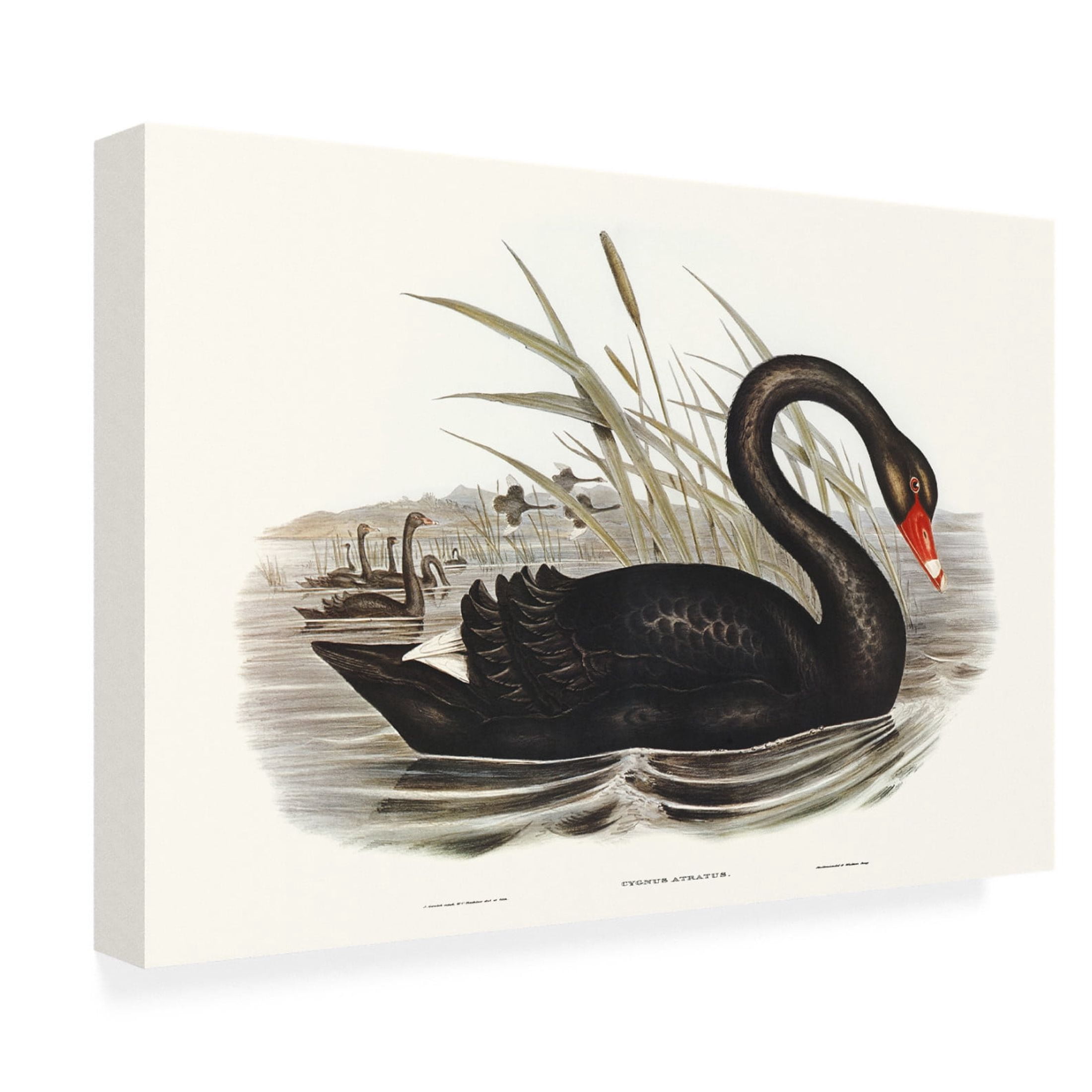 Trademark Fine Art Elizabeth Gould  Majestic Waterbird III Canvas Wall Art