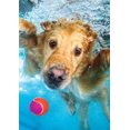 thumbnail image 4 of Buffalo Games - Le puzzle Underwater Dogs - Fetch!- en 500 pièces, 4 of 5
