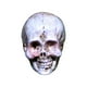 thumbnail image 5 of Xihbxyly Perro Esqueleto de Halloween, Cabeza de Calabaza Espeluznante, Decoración de Terror de Resina, Temática de Casa Embrujada, Decoración de Fiesta Espeluznante, Uso Multiescena, Juego de 4 Piez, 5 of 7