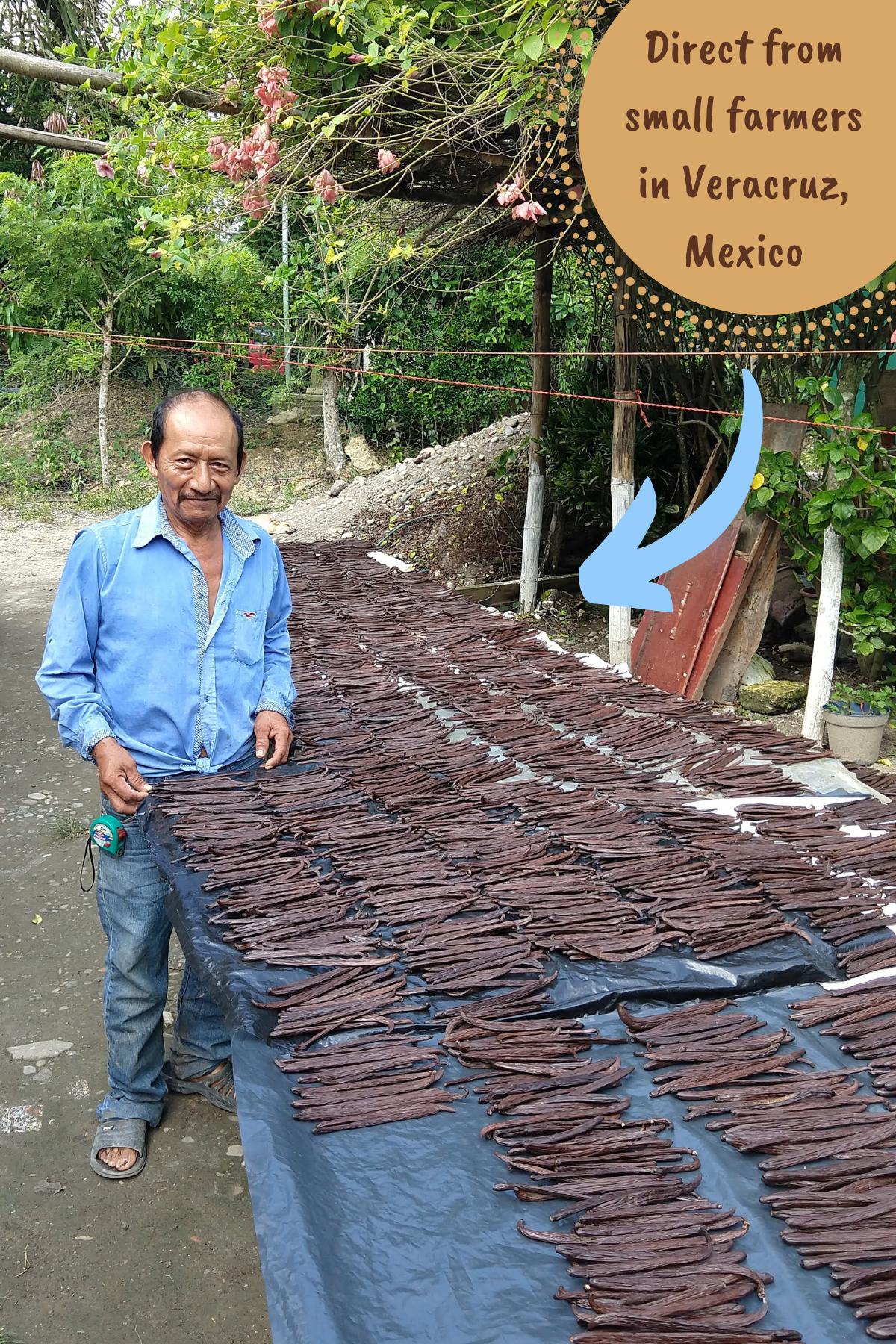 20 Extract Grade Mexican Vanilla Beans - Voladores Vanilla