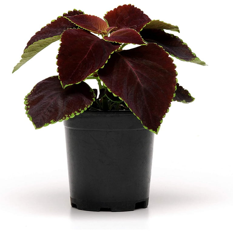 20 gallon planter pots Smart Pot Forest Green Fabric Planters
