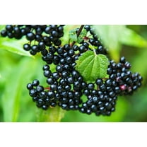 4 Fresh Black Bearing Elderberry Cuttings to Grow - Grow 4 Elderberry Tree Plants - Prized for Healthy Fruit