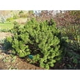 thumbnail image 3 of The Jonsteen Company Mugo Pine Live Tree, Eco-Friendly, 3 of 8