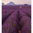 thumbnail image 3 of Ambesonne Rural Duvet Cover Sets, Lavender Flowers Field France, 2-Queen, Purple, 3 of 7