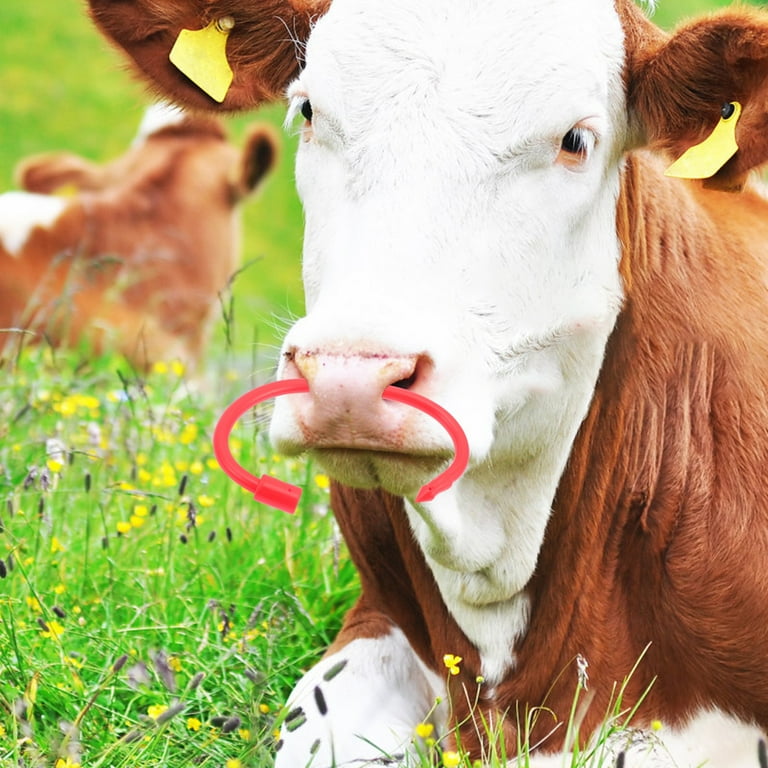 Cattle nose ring outlet