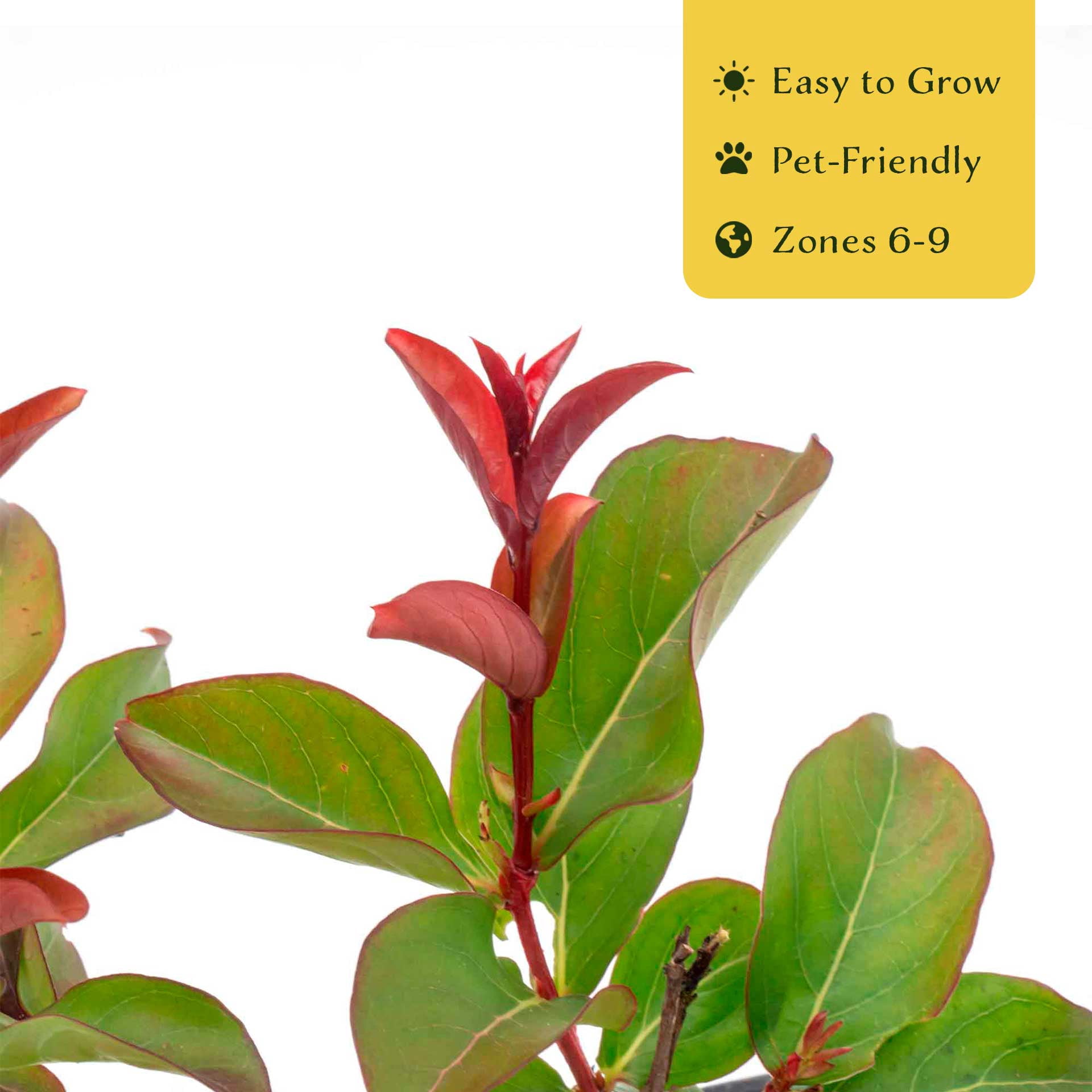 2 Red Rocket Crape Myrtle Trees – Fast-Growing Cherry-Red Flowering Tree for Hedges, Screens & Accents (Lagerstroemia indica ‘Red Rocket’) in 3.5″ Cubes, Live Plants