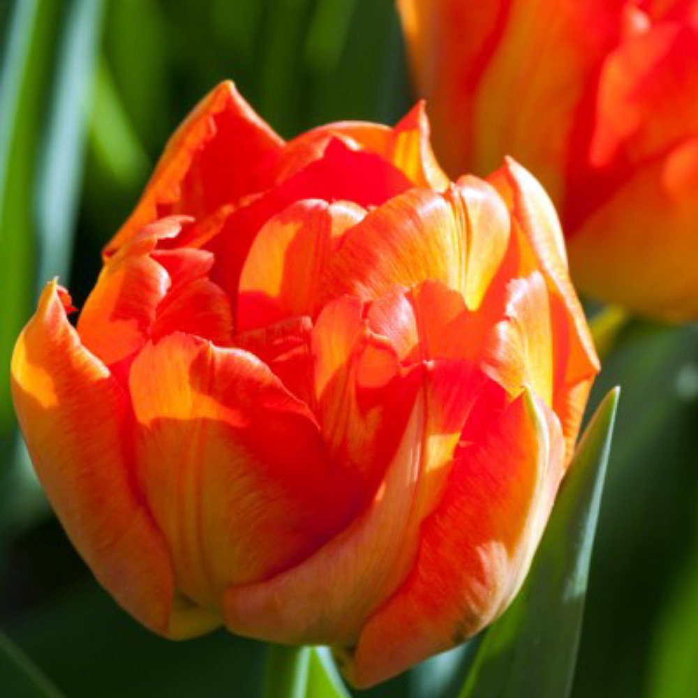 Monte Orange Double Early Tulip 10 Bulbs 12/+ cm Bulbs Walmart