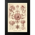 thumbnail image 2 of Haeckel, Ernst 11x14 Black Modern Framed Museum Art Print Titled - Haeckel Nature Illustrations: Trachomedusae - Jellyfish - Rose Tint, 2 of 5