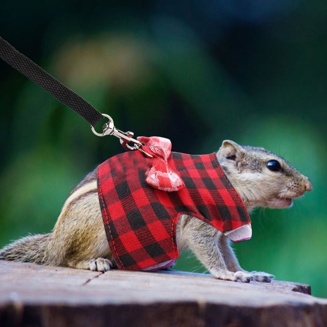 a Hammock Walking Rope Blue Extra Small Glass Cage Dwarf Ferret Russian Outfits Small Animals Traction Rope Chest Strap Red Grid Blue Stripes 2 Pieces