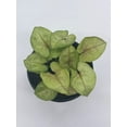 thumbnail image 4 of Syngonium, Cream, Podophyllum, 4 inch, Arrowhead Vine, philodendron, Goosefoot, nephthytis Evergreen, 4 of 9