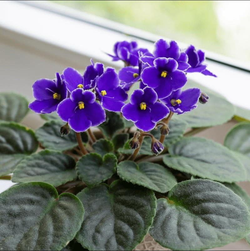 Blue Africa Violets Live Plant for Planting Indoor Outdoor, Blue Blooming Violet, Easy to Care, Houseplant Decor, Indoor Flowering Plant, 4 Inch Pot