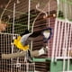 thumbnail image 5 of Jaula para pájaros con varilla de afilar garras, 5 of 6