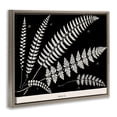 thumbnail image 3 of Stupell Industries Fern Studies on Black Floral Painting Brown Floater Framed Canvas Art Print Wall Art, 21 x 17, 3 of 9