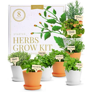 Indoor Herb Garden Starter Kit - Cooking Gifts for Women Gardener - Creative Kitchen Gift for Plant Lovers - Home Herb Growing, Gardening Seeds + Step