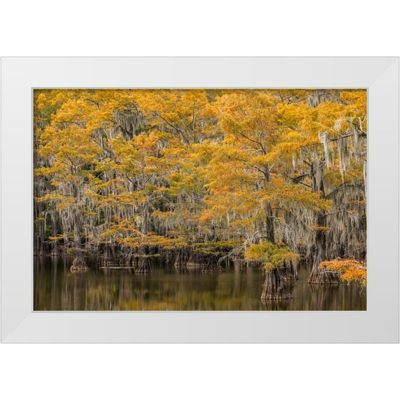 Jones, Adam 14x11 White Modern Wood Framed Museum Art Print Titled - Bald Cypress tree draped in Spanish moss with fall colors Caddo Lake State Park-Uncertain-Texas