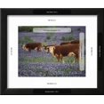 thumbnail image 3 of Hereford Cattle in Meadow of Bluebonnets, Texas Hill Country, Texas, USA, Scenic Framed Art Print Wall Art by Adam Jones Sold by Art.Com, 3 of 3