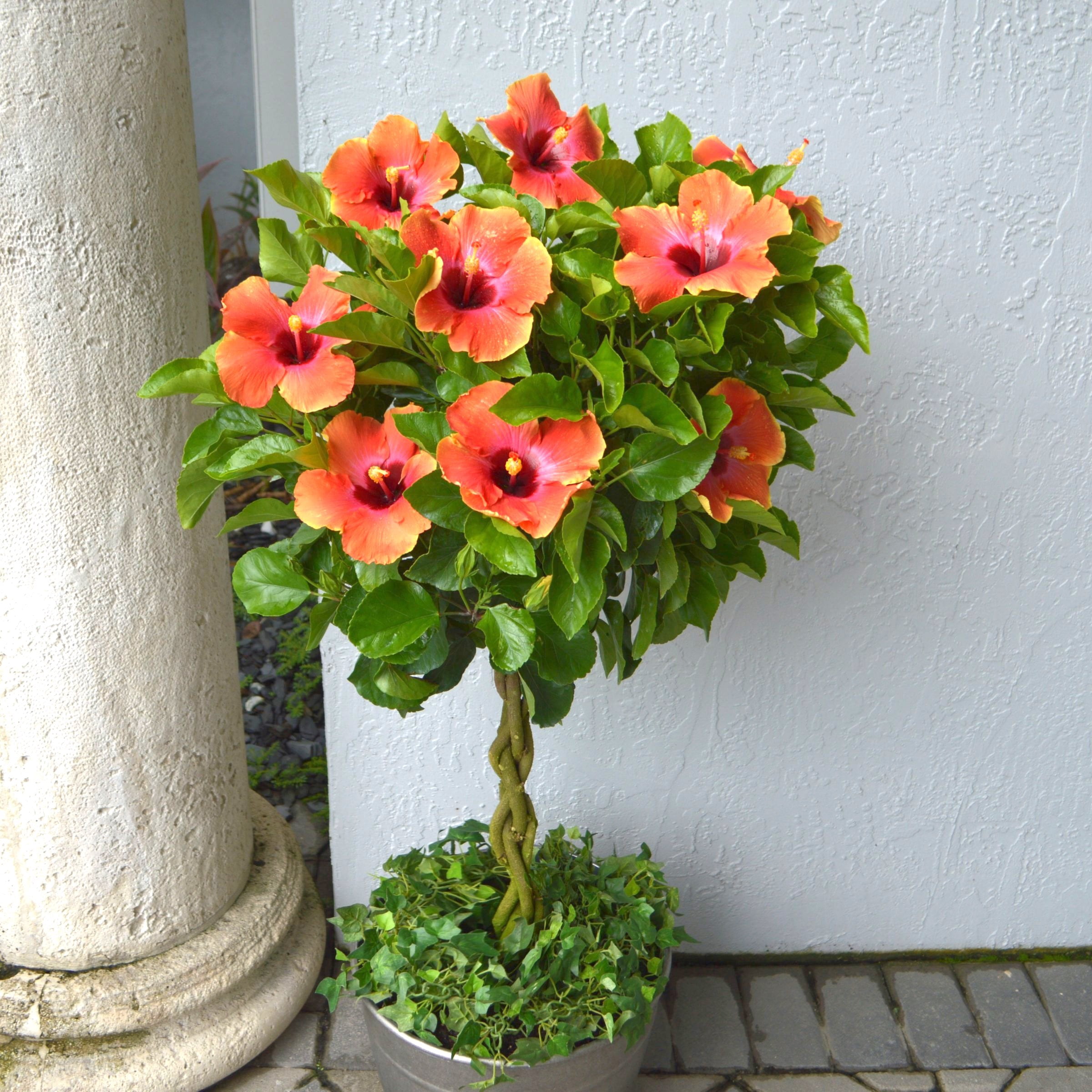 2 gal. Hibiscus Fiesta Braided Live Annual Tree with Multicolor Flowers