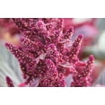 Amaranth Red Sprouting DHF10 Microgreen Grain Heirloom Herb by